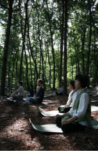 在紅松林中靜坐