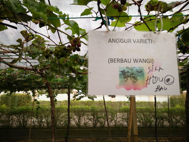 我很香,不信你嗅嗅看!