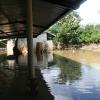 Korat Flood Saturday, Oct 23-24, 2010