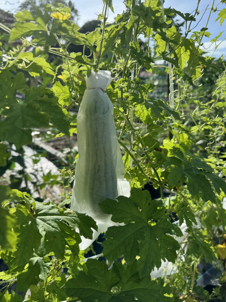 浮罗山背檀香菜园 · 种植的苦瓜